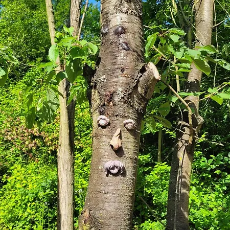 Hytte Glamping U Zabky